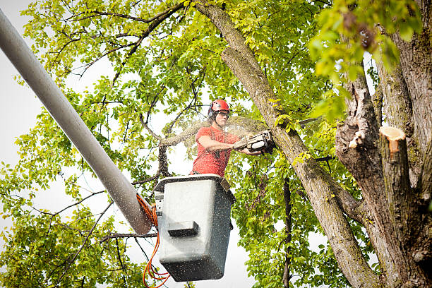 Best Commercial Tree Services  in Lansing, IL
